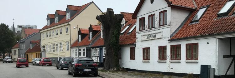 Foto af det gamle kastanjetræ i Adelgade.