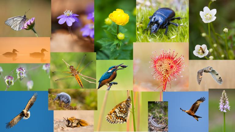 Mosaik af arter for illustration af biodiversitet foto: Kim Aaen